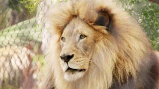 A Lion's Tale A Lion's Tale