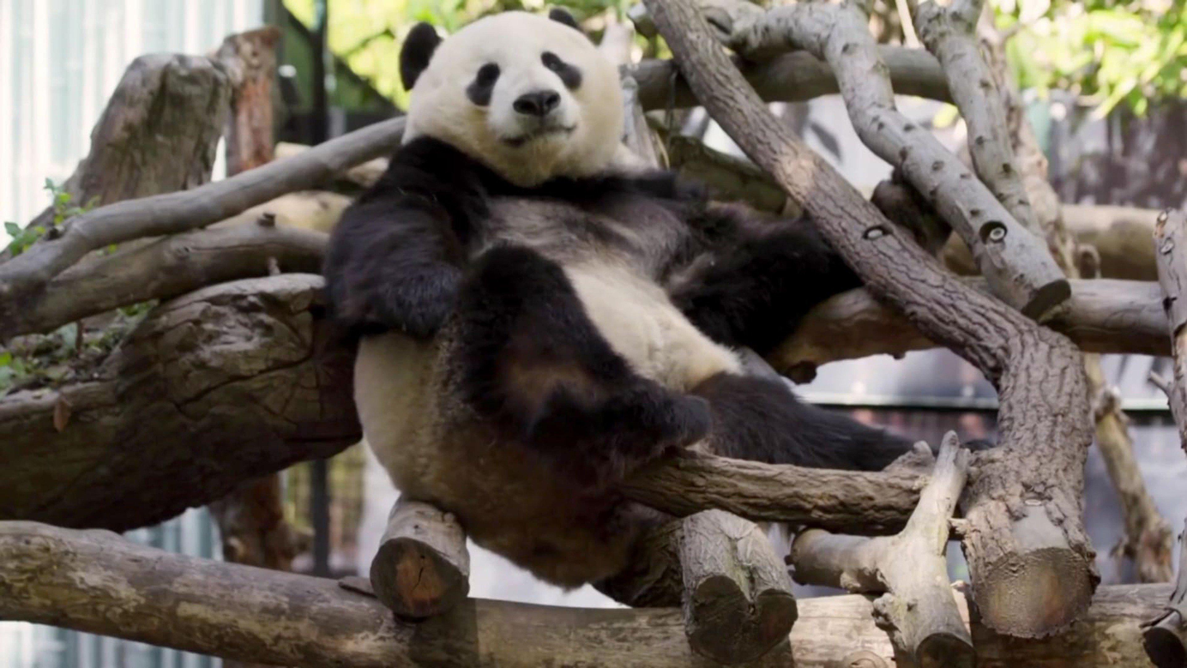 The Zoo: San Diego: Panda-monium