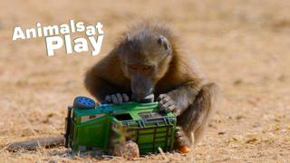 Animals at Play