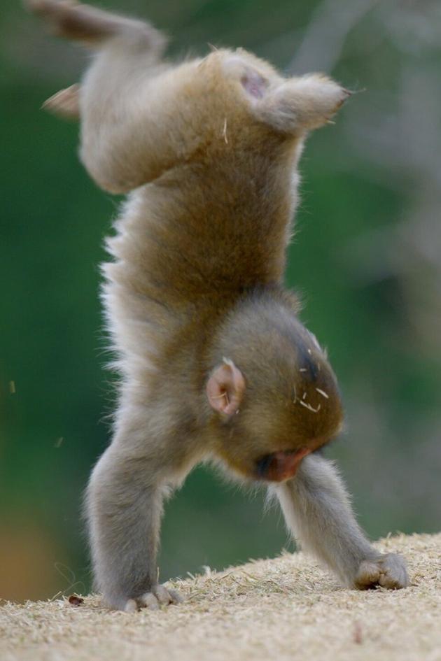 Animals at Play