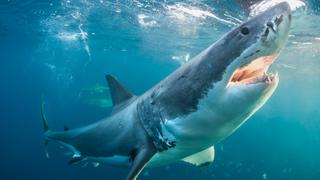 Tiger Shark King