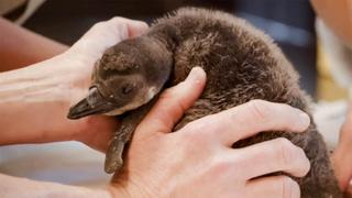 Penguin Chick Swim School Penguin Chick Swim School