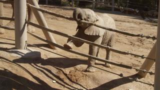 Mkhaya Discovers Her Trunk Mkhaya Discovers Her Trunk