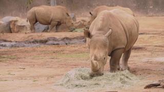 Miracle Calf Miracle Calf