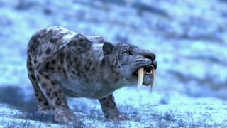 Saber-Tooth Brawl