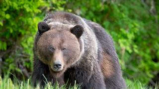 Mauled in the Mountains