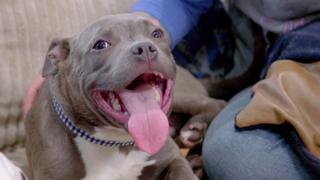 Floppy-Footed Pit Bull