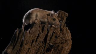 Murderous Mouse