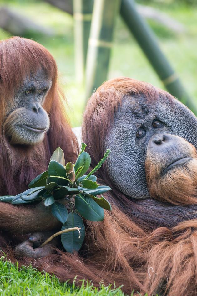 Wild Times at the San Diego Zoo