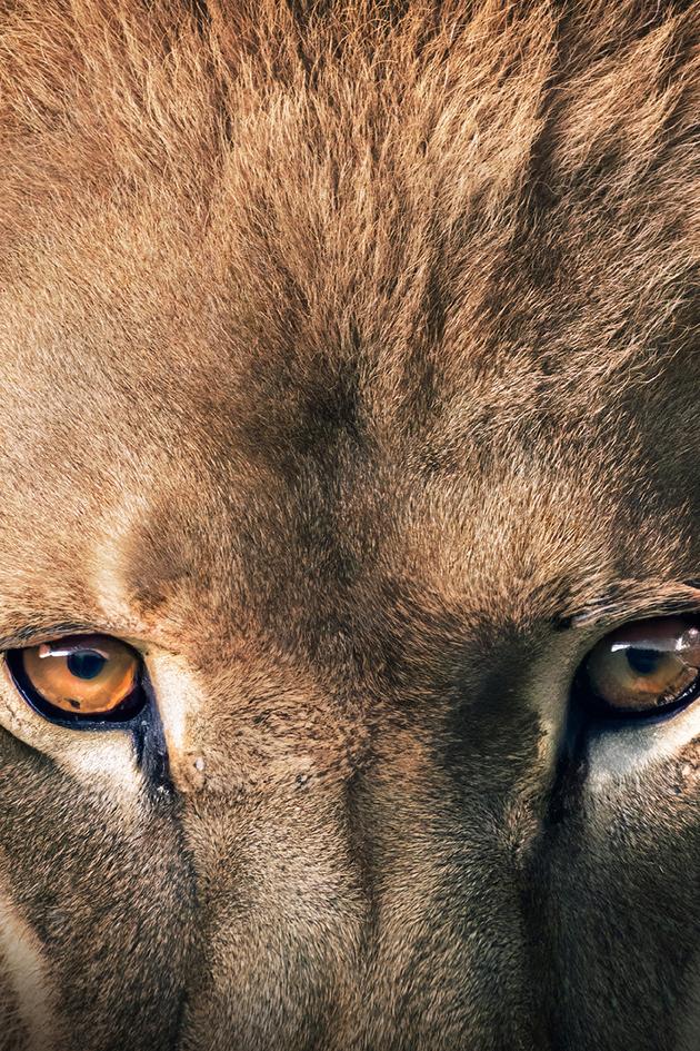 The Secret Lives of Big Cats