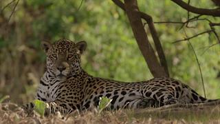 The Secret Lives of Jaguars