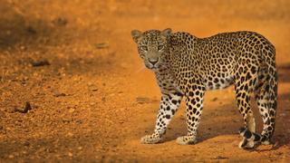 The Secret Lives of Leopards