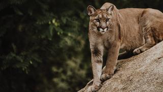 The Secret Lives of Pumas