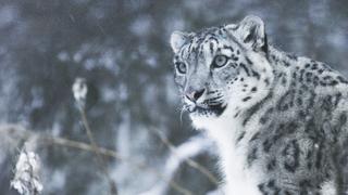 The Secret Lives of Snow Leopards