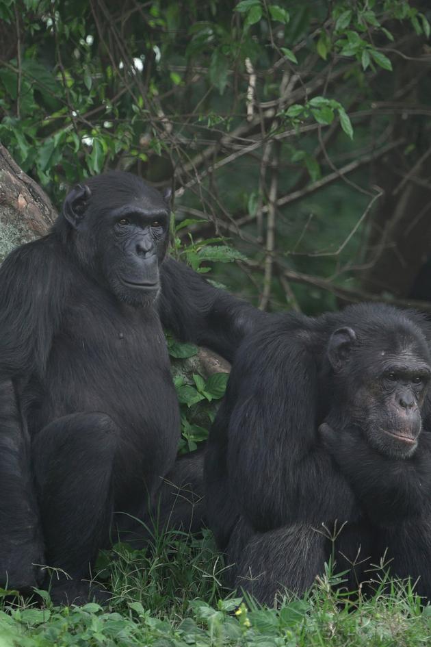 Isle of Chimps