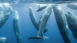 School for Whales