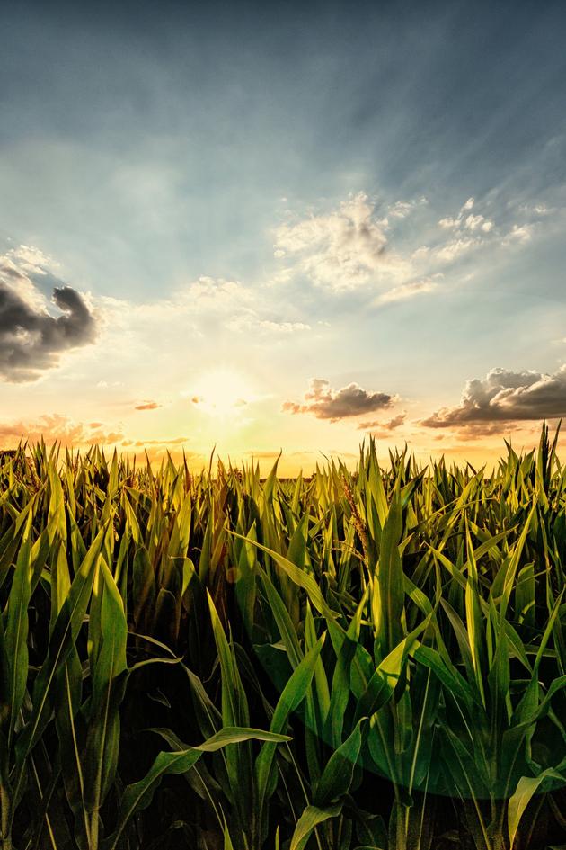 The Body in the Cornfield
