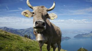 Tractors, Cowbells