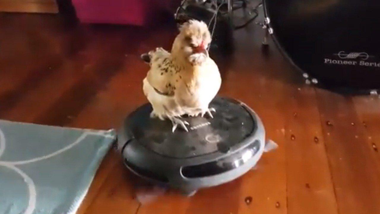 Animals Unscripted Chick Flick