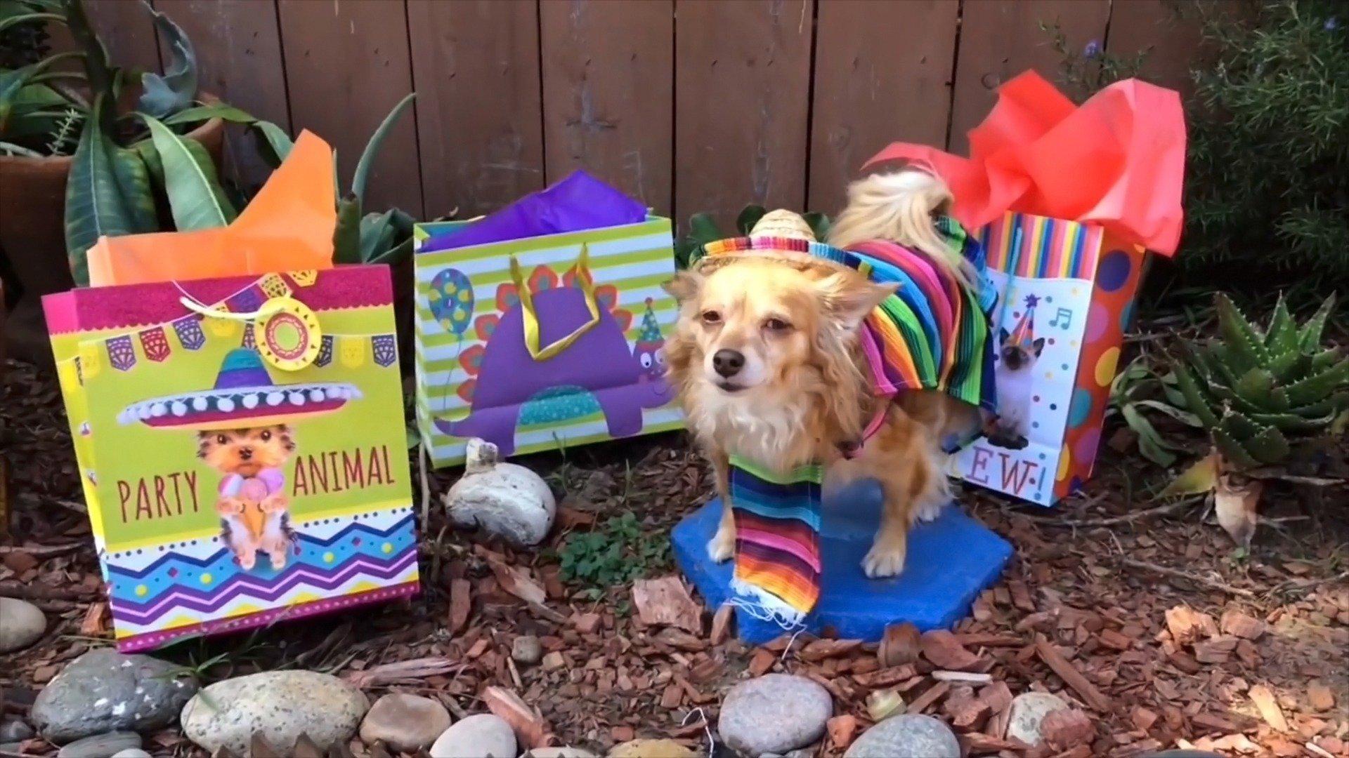 Animals Unscripted Let's Pawty!