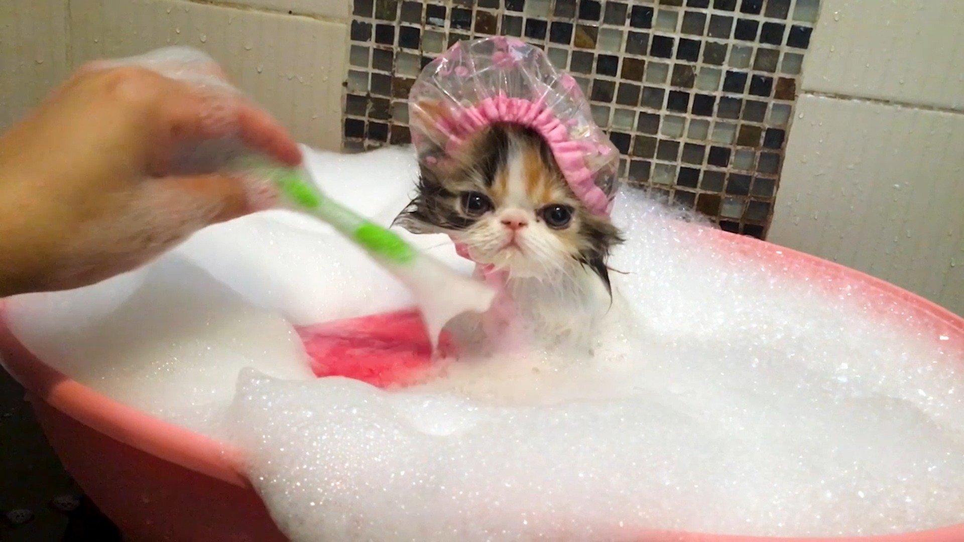 Animals Unscripted Variety Show