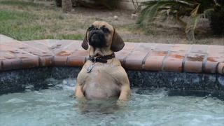 Welcome to Paw-llywood