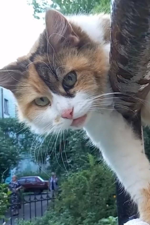 Best Pets of the Month