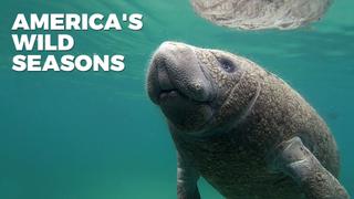 America's Wild Seasons