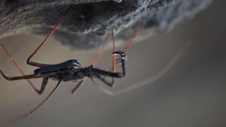 Eight-Legged Nightmare