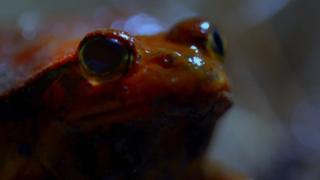 Alien Amphibian