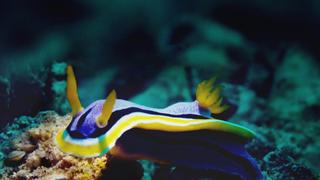 Super Sea Slugs