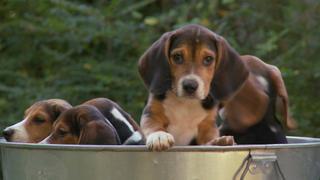 The Science of Cute
