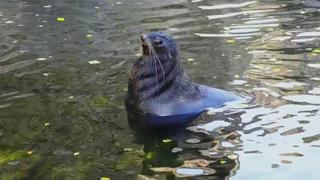The Caribbean Monk Seal