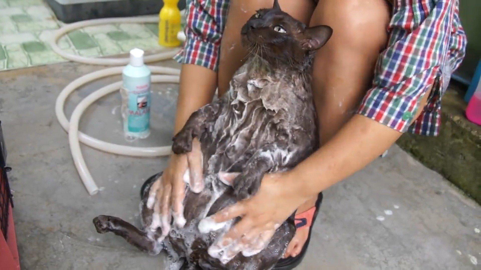 Animals Unscripted Bad Catitude