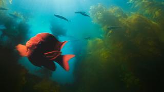 Rebirth of an Underwater Forest