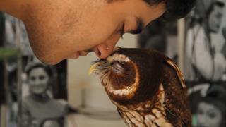 Who Let The Owls Out?