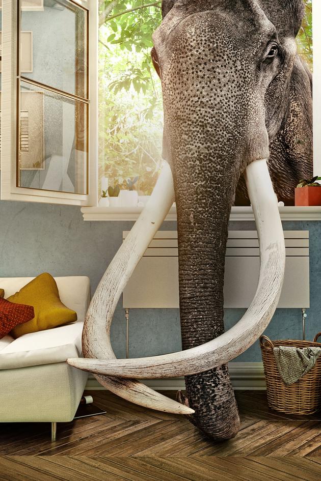 Welcome to the Jungle