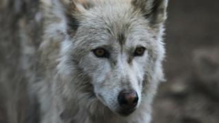 Southern Rocky Mountain Wolf