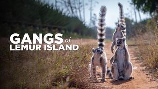 Gangs of Lemur Island
