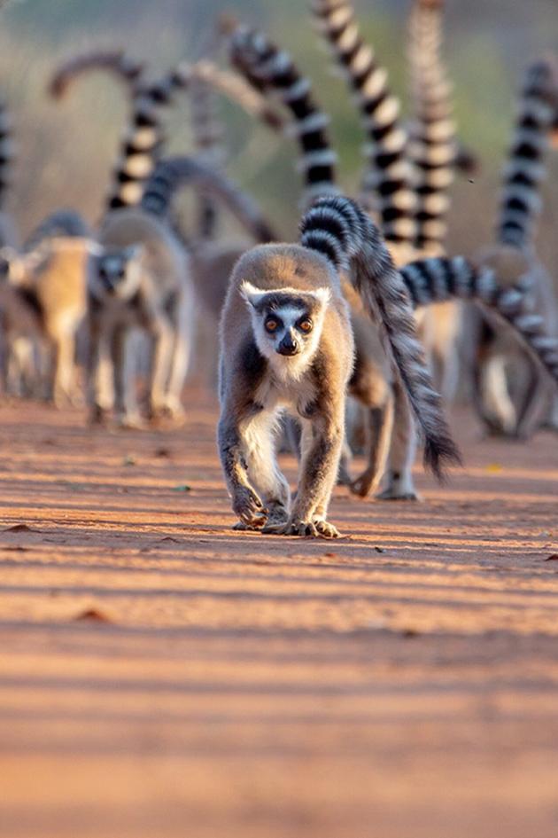 Gangs of Lemur Island