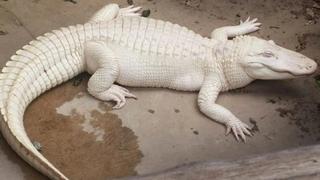 Casper: The White Crocodile