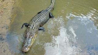 Crocodile Coast