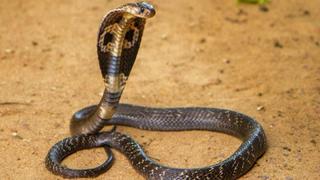 Island of Snakes