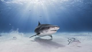 Tigers of Shark Bay