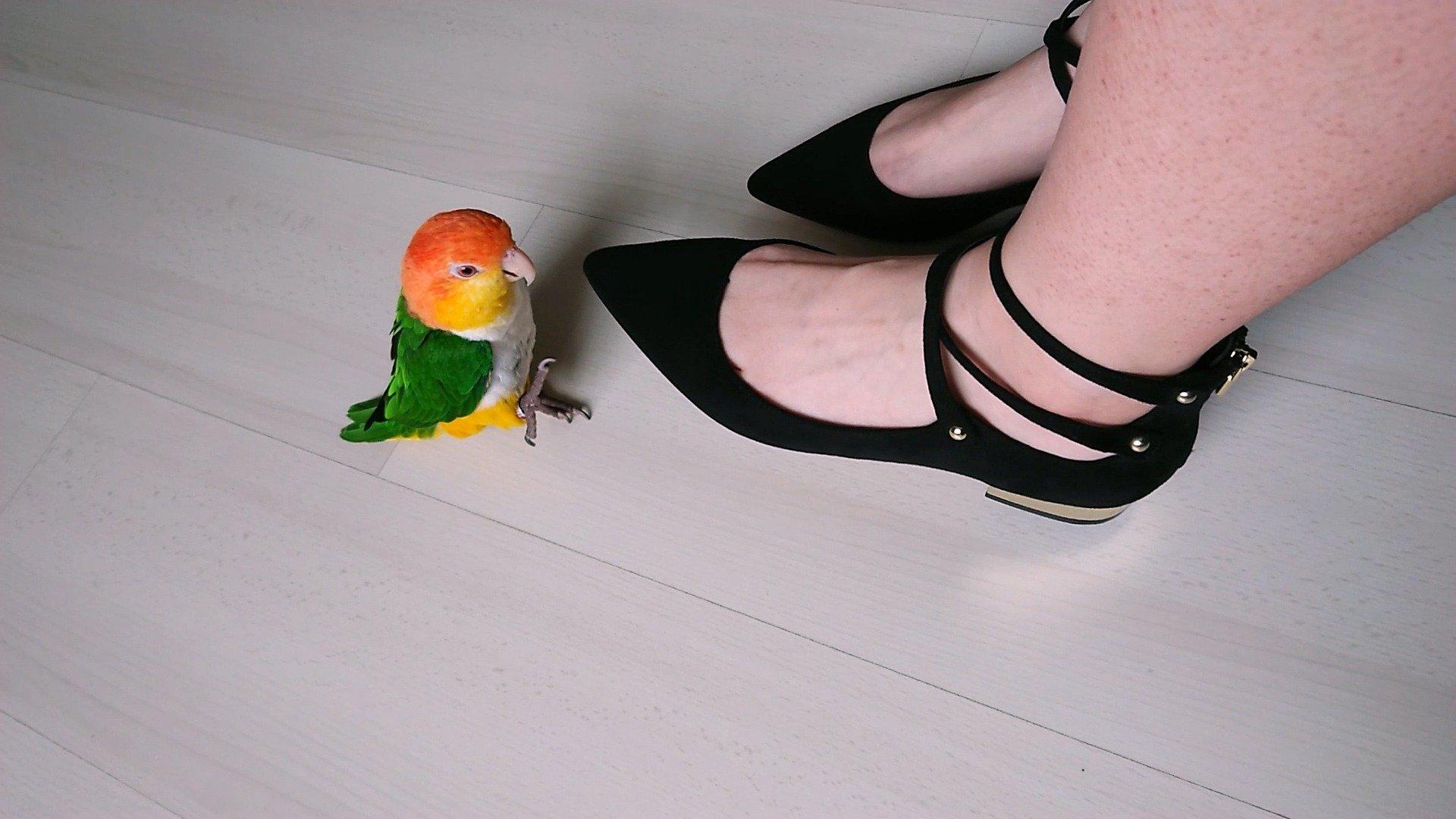 Animals Unscripted Monkey See, Monkey Do