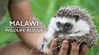 Malawi Wildlife Rescue