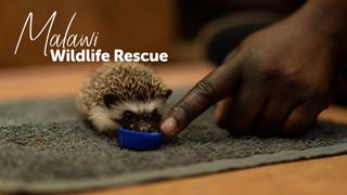 Malawi Wildlife Rescue
