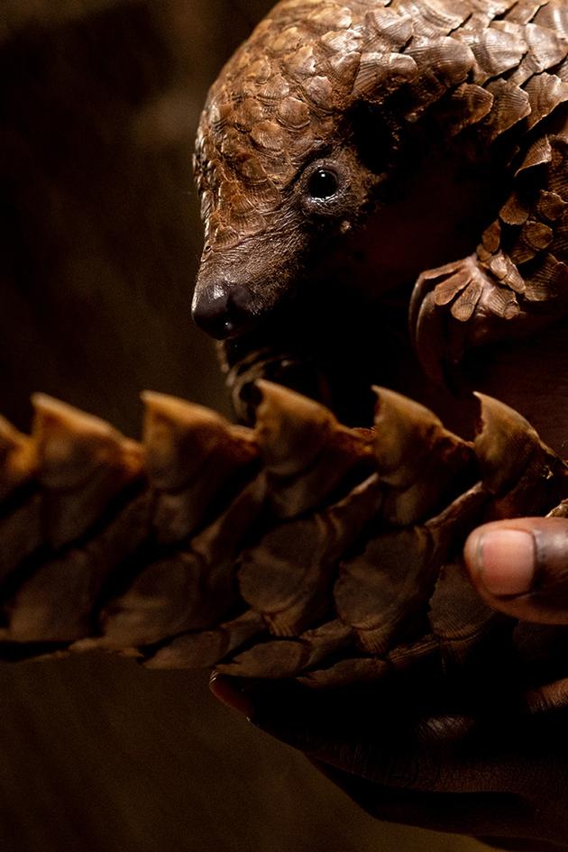 Malawi Wildlife Rescue