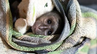 Monkey Madness
