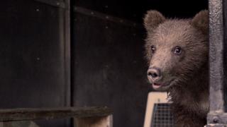 Bear Cub Rescue